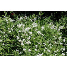 Дейція витончена Ніко |  Deutzia gracilis NikkoДейция изящная Нико | Deutzia gracilis Nikko