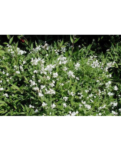 Дейція витончена Ніко | Deutzia gracilis NikkoДейция изящная Нико | Deutzia gracilis Nikko