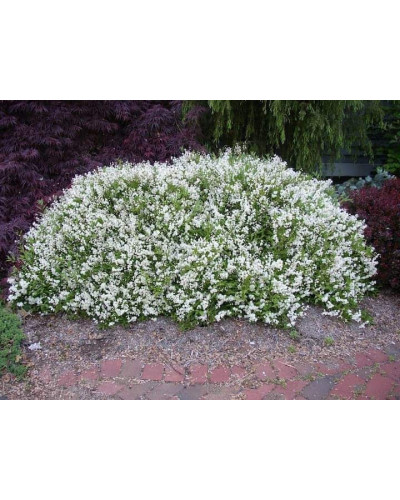 Дейція витончена Ніко | Deutzia gracilis NikkoДейция изящная Нико | Deutzia gracilis Nikko