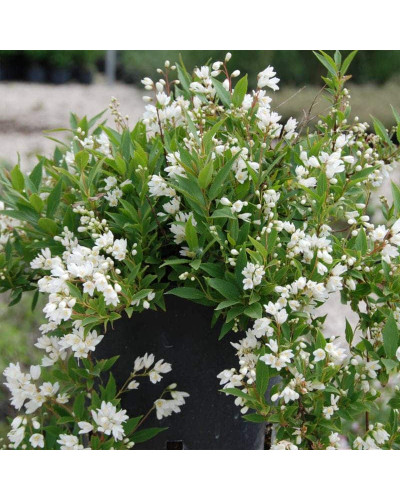 Дейція витончена Ніко | Deutzia gracilis NikkoДейция изящная Нико | Deutzia gracilis Nikko