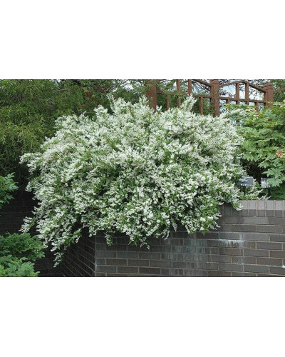Дейція витончена Ніко | Deutzia gracilis NikkoДейция изящная Нико | Deutzia gracilis Nikko