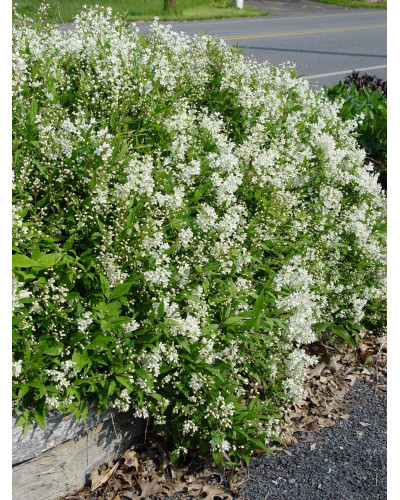 Дейція витончена Ніко | Deutzia gracilis NikkoДейция изящная Нико | Deutzia gracilis Nikko