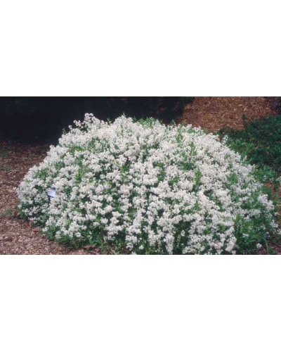 Дейція витончена Ніко | Deutzia gracilis NikkoДейция изящная Нико | Deutzia gracilis Nikko