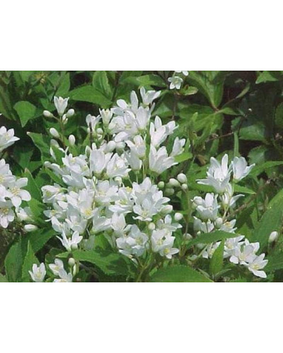 Дейція витончена Ніко | Deutzia gracilis NikkoДейция изящная Нико | Deutzia gracilis Nikko