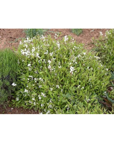 Дейція витончена Ніко | Deutzia gracilis NikkoДейция изящная Нико | Deutzia gracilis Nikko