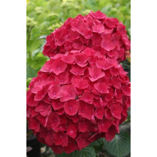 Гортензія широколиста Хот Ред | Hydrangea macrophylla Hot Red | Гортензия широколистная Хот Ред