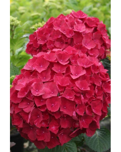 Гортензія широколиста Хот Ред | Hydrangea macrophylla Hot Red | Гортензия широколистная Хот Ред