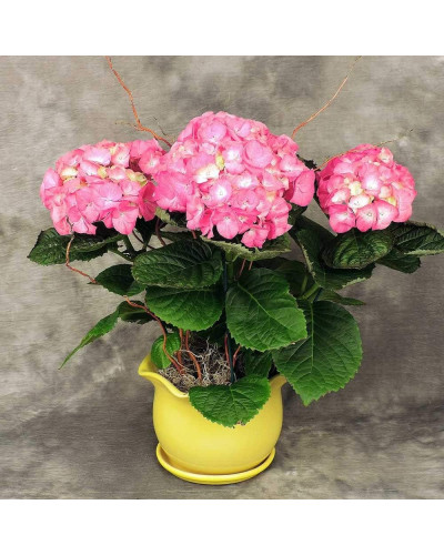 Гортензія широколиста Хот Ред | Hydrangea macrophylla Hot Red | Гортензия широколистная Хот Ред