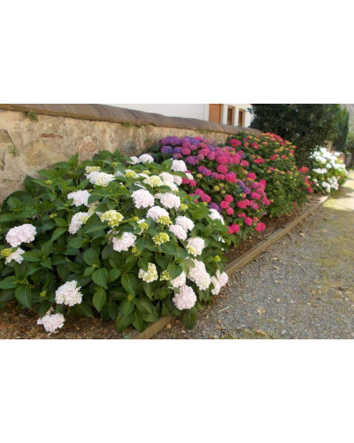 Гортензія широколиста Хот Ред | Hydrangea macrophylla Hot Red | Гортензия широколистная Хот Ред