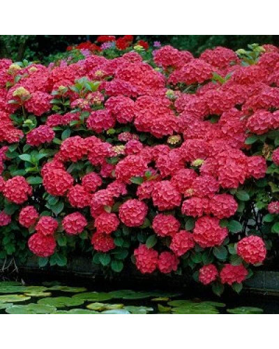 Гортензія широколиста Хот Ред | Hydrangea macrophylla Hot Red | Гортензия широколистная Хот Ред