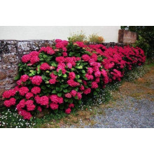 Гортензія широколиста Хот Ред | Hydrangea macrophylla Hot Red | Гортензия широколистная Хот Ред