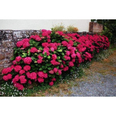 Гортензія широколиста Хот Ред | Hydrangea macrophylla Hot Red | Гортензия широколистная Хот Ред
