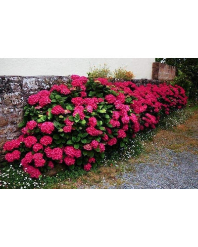 Гортензія широколиста Хот Ред | Hydrangea macrophylla Hot Red | Гортензия широколистная Хот Ред