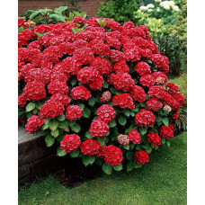 Гортензія широколиста Хот Ред | Hydrangea macrophylla Hot Red | Гортензия широколистная Хот Ред
