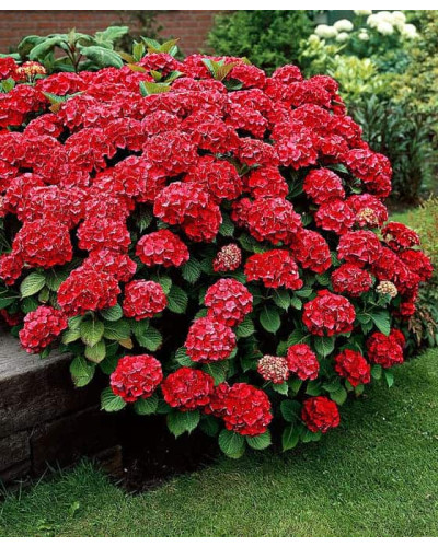 Гортензія широколиста Хот Ред | Hydrangea macrophylla Hot Red | Гортензия широколистная Хот Ред