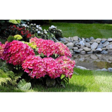 Гортензія широколиста Хот Ред | Hydrangea macrophylla Hot Red | Гортензия широколистная Хот Ред