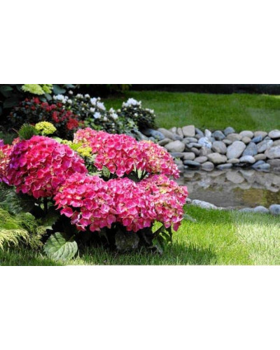 Гортензія широколиста Хот Ред | Hydrangea macrophylla Hot Red | Гортензия широколистная Хот Ред