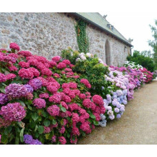 Гортензія широколиста Хот Ред | Hydrangea macrophylla Hot Red | Гортензия широколистная Хот Ред