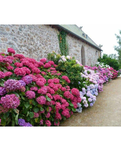 Гортензія широколиста Хот Ред | Hydrangea macrophylla Hot Red | Гортензия широколистная Хот Ред