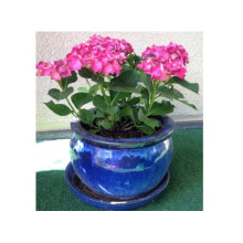 Гортензія широколиста Хот Ред | Hydrangea macrophylla Hot Red | Гортензия широколистная Хот Ред