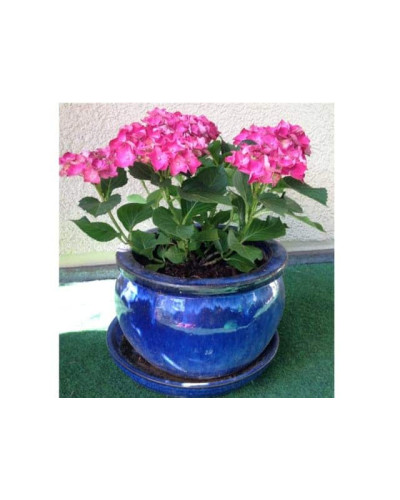 Гортензія широколиста Хот Ред | Hydrangea macrophylla Hot Red | Гортензия широколистная Хот Ред