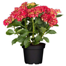 Гортензія широколиста Хот Ред | Hydrangea macrophylla Hot Red | Гортензия широколистная Хот Ред