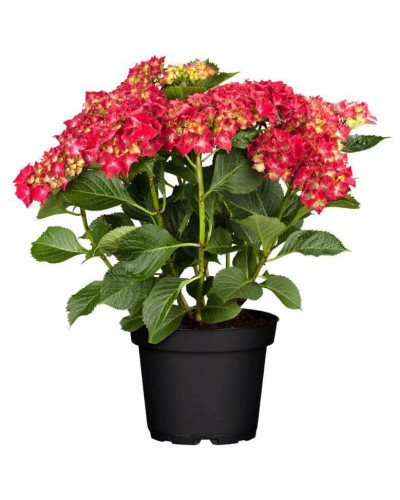 Гортензія широколиста Хот Ред | Hydrangea macrophylla Hot Red | Гортензия широколистная Хот Ред