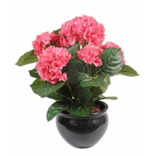 Гортензія широколиста Хот Ред | Hydrangea macrophylla Hot Red | Гортензия широколистная Хот Ред