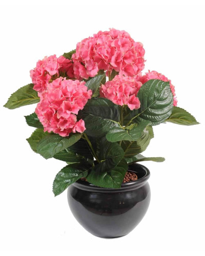 Гортензія широколиста Хот Ред | Hydrangea macrophylla Hot Red | Гортензия широколистная Хот Ред