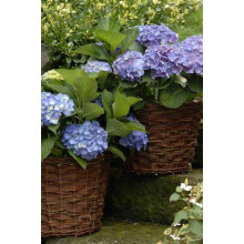 Гортензія широколиста Форевер® | Hydrangea macrophylla Forever ® | Гортензия широколистная Форевер®