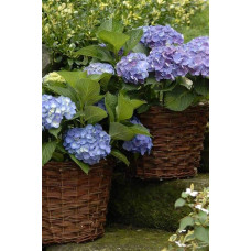 Гортензія широколиста Форевер® | Hydrangea macrophylla Forever ® | Гортензия широколистная Форевер®