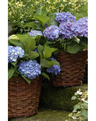 Гортензія широколиста Форевер® | Hydrangea macrophylla Forever ® | Гортензия широколистная Форевер®