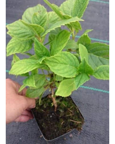 Гортензія широколиста Форевер® | Hydrangea macrophylla Forever ® | Гортензия широколистная Форевер®