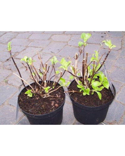 Гортензія широколиста Форевер® | Hydrangea macrophylla Forever ® | Гортензия широколистная Форевер®