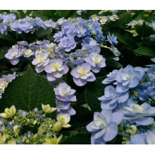 Гортензія широколиста Форевер® | Hydrangea macrophylla Forever ® | Гортензия широколистная Форевер®