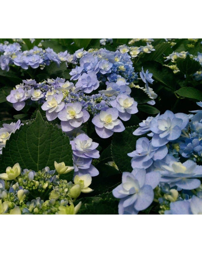 Гортензія широколиста Форевер® | Hydrangea macrophylla Forever ® | Гортензия широколистная Форевер®