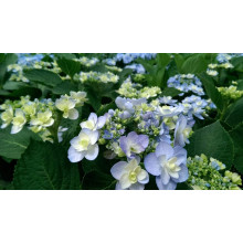 Гортензія широколиста Форевер® | Hydrangea macrophylla Forever ® | Гортензия широколистная Форевер®