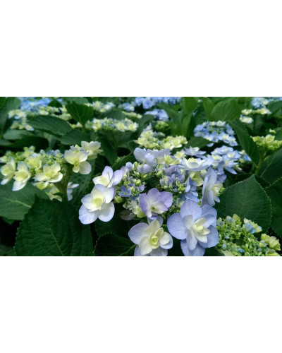 Гортензія широколиста Форевер® | Hydrangea macrophylla Forever ® | Гортензия широколистная Форевер®
