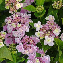 Гортензія широколиста Форевер® | Hydrangea macrophylla Forever ® | Гортензия широколистная Форевер®