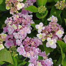 Гортензія широколиста Форевер® | Hydrangea macrophylla Forever ® | Гортензия широколистная Форевер®
