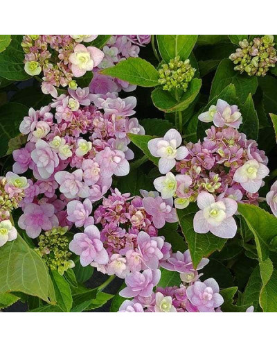 Гортензія широколиста Форевер® | Hydrangea macrophylla Forever ® | Гортензия широколистная Форевер®