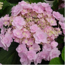 Гортензія широколиста Форевер® | Hydrangea macrophylla Forever ® | Гортензия широколистная Форевер®