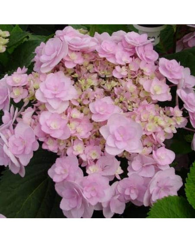 Гортензія широколиста Форевер® | Hydrangea macrophylla Forever ® | Гортензия широколистная Форевер®