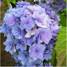 Гортензія широколиста Форевер® | Hydrangea macrophylla Forever ® | Гортензия широколистная Форевер®