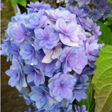 Гортензія широколиста Форевер® | Hydrangea macrophylla Forever ® | Гортензия широколистная Форевер®