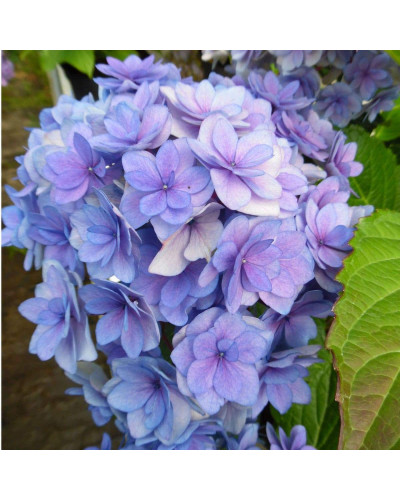 Гортензія широколиста Форевер® | Hydrangea macrophylla Forever ® | Гортензия широколистная Форевер®