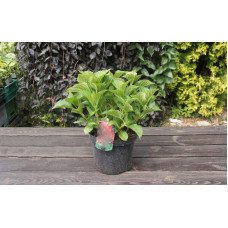 Гортензія широколиста Форевер® | Hydrangea macrophylla Forever ® | Гортензия широколистная Форевер®