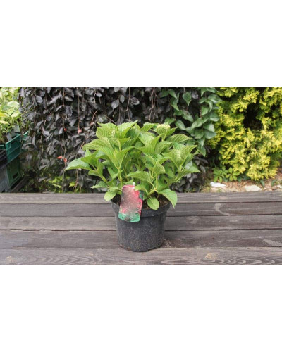 Гортензія широколиста Форевер® | Hydrangea macrophylla Forever ® | Гортензия широколистная Форевер®