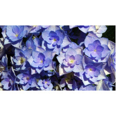 Гортензія широколиста Форевер® | Hydrangea macrophylla Forever ® | Гортензия широколистная Форевер®