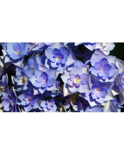 Гортензія широколиста Форевер® | Hydrangea macrophylla Forever ® | Гортензия широколистная Форевер®